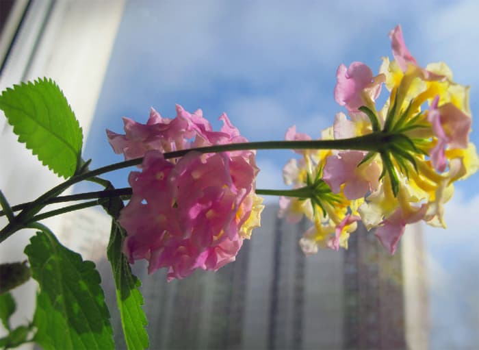 Lantana camara